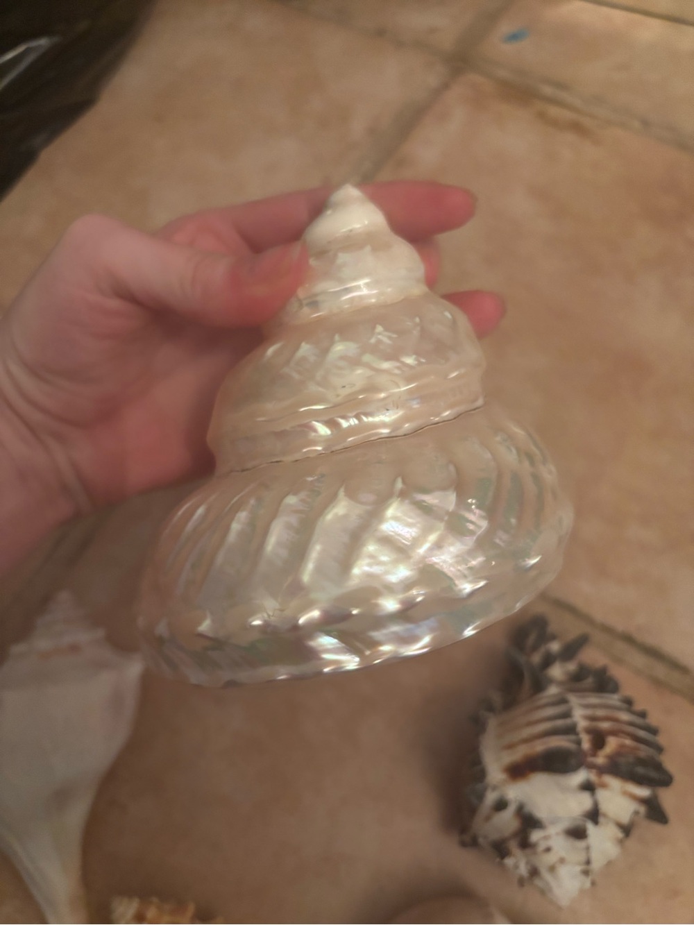 Iridescent Pearl Seashell Decorative Accent